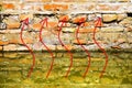 Old Unhealthy brick wall damaged by rising damp - concept image