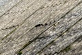 Moss grow on old asbestos roof Royalty Free Stock Photo