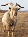 Old unkempt goat with big horns.