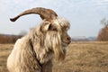 Old unkempt goat with big horns. Royalty Free Stock Photo