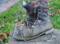 Old and unusable hiking boot as a planter on a stone 2 Royalty Free Stock Photo