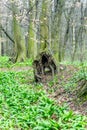 Old unusual tree trunk in forest at early spring, magic atmosphere