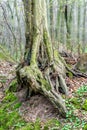 Old unusual tree trunk in forest at early spring, magic atmosphere Royalty Free Stock Photo