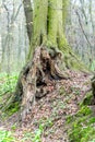 Old unusual tree trunk in forest at early spring, magic atmosphere Royalty Free Stock Photo