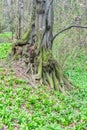 Old unusual tree trunk in forest at early spring, magic atmosphere Royalty Free Stock Photo