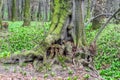 Old unusual tree trunk in forest at early spring, magic atmosphere Royalty Free Stock Photo