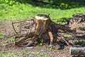 Old uprooted tree stump in forest. Dead stump torn with roots deforestation, ecology Royalty Free Stock Photo