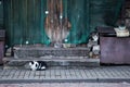 Old urban view with abandoned house and two cats sitting on the street Royalty Free Stock Photo