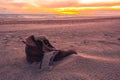 Old used boot lie half buried in desert sand dune in the evening light Royalty Free Stock Photo