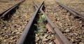 Old used railway tracks in and small flower in colour Royalty Free Stock Photo