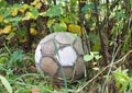 Old used soccer ball in the grass on the ground Royalty Free Stock Photo