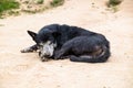 Old Vagrant Dog Sleeping on the Gravel Road in Tribal Village Royalty Free Stock Photo
