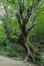 Old venerable tree