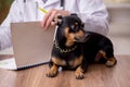 Old male vet doctor examining dog in the clinic Royalty Free Stock Photo
