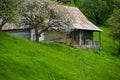 Old village house and blooming tree Royalty Free Stock Photo