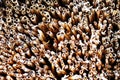 Old village roof made of straw Royalty Free Stock Photo