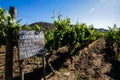 Old vine Carmenere vineyard in Chile Royalty Free Stock Photo