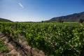 Old vine Carmenere vineyard in Chile Royalty Free Stock Photo