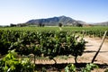 Old vine Carmenere vineyard in Chile Royalty Free Stock Photo