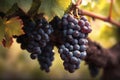 Old Vine with Red Wine Grapes. created with Generative AI Royalty Free Stock Photo