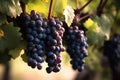 Old Vine with Red Wine Grapes. created with Generative AI Royalty Free Stock Photo