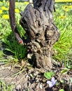 Old vine trunk with young shoots