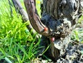 Old vine trunk with young shoots