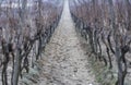 Old vine wineyard in winter Royalty Free Stock Photo