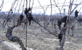 Old vine wineyard in winter Royalty Free Stock Photo