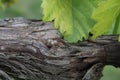 Old vine with young leaves Royalty Free Stock Photo