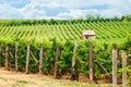 Old vineyard of BlaufrÃÂ¤nkisch (blue Frankish) grape Royalty Free Stock Photo