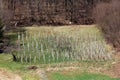 Old vineyard made of multiple wooden poles on side of small hill surrounded with uncut green grass and dense forest Royalty Free Stock Photo