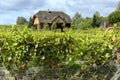 Old vineyard near Zielona Gora in Poland Royalty Free Stock Photo