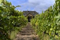 Old vineyard near Zielona Gora in Poland Royalty Free Stock Photo