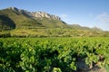Old vineyard at South of France Royalty Free Stock Photo