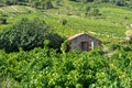 Old vineyard at South of France Royalty Free Stock Photo