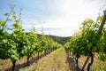 Old vineyard in the tuscany winegrowing area, Italy Royalty Free Stock Photo