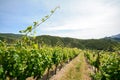 Old vineyard in the tuscany winegrowing area, Italy Royalty Free Stock Photo