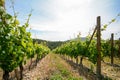 Old vineyard in the tuscany winegrowing area, Italy Royalty Free Stock Photo