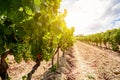 Old vineyards with red wine grapes in the Alentejo wine region near Evora, Portugal