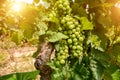 Old vineyards with red wine grapes in the Alentejo wine region near Evora, Portugal Royalty Free Stock Photo