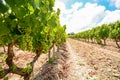 Old vineyards with red wine grapes in the Alentejo wine region near Evora, Portugal