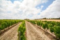 Old vineyards with red wine grapes in the Alentejo wine region near Evora, Portugal Royalty Free Stock Photo