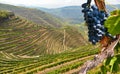 Old vineyards with red wine grapes in the Douro valley wine region near Porto, Portugal Europe Royalty Free Stock Photo