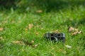 Old vintage analog rangefinder photo camera in nature autumn grass background