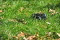 Old vintage analog rangefinder photo camera in nature autumn grass background