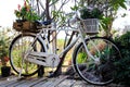 Old vintage bike or bicycle with colorful flower pot. Royalty Free Stock Photo