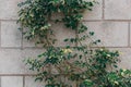 Old vintage brick wall texture with green plant for background. Yellow brown wall of Israel houses.