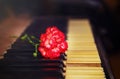 Old vintage gand piano keys with a red carnation flower, vintage picture Royalty Free Stock Photo