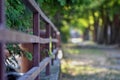 Old vintage iron fence with perspective view and blurred background